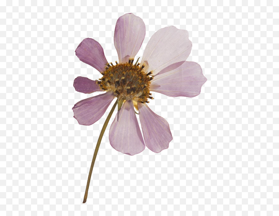 Dry Flowers Png Transparent Image Png Arts - Dry Flowers Png Emoji,Flowers Png