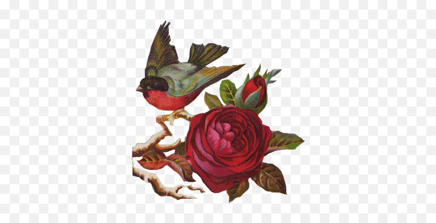 Download Flores Vintage Png - Birds Rose Png Png Image With Emoji,Vintage Rose Png