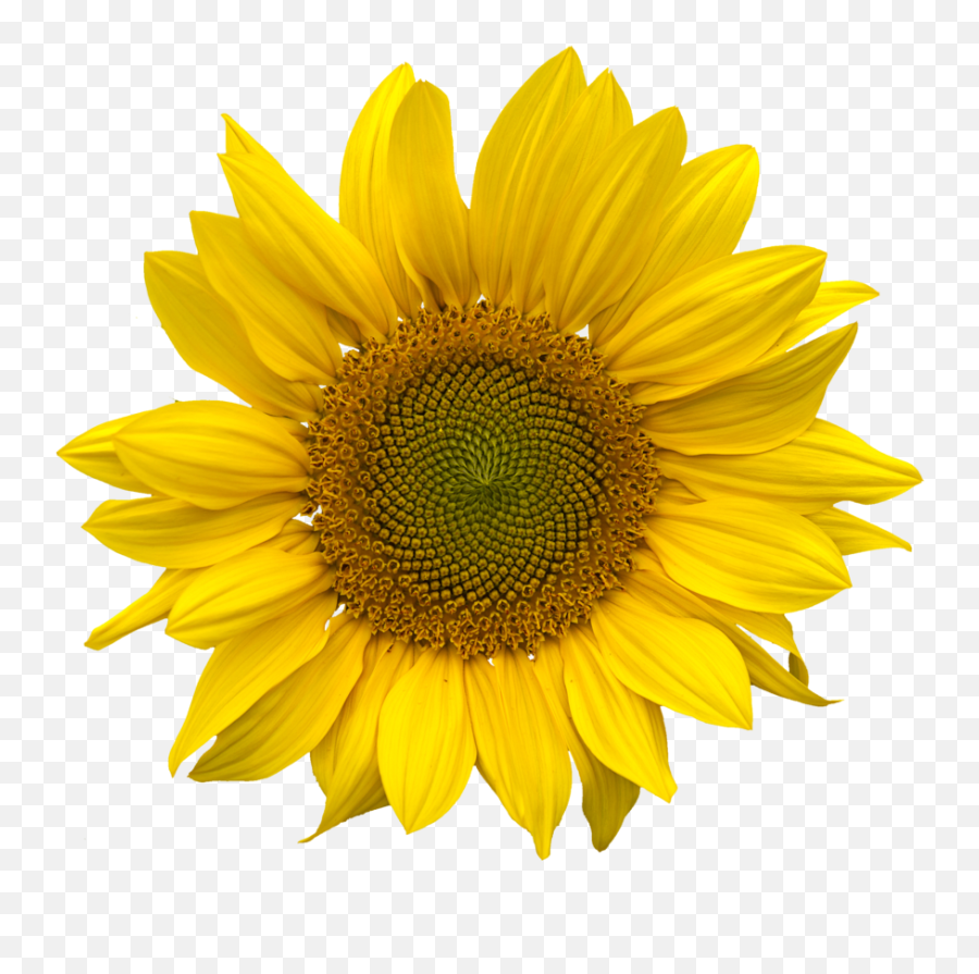 Download Sunflower Hq Png Image - Sunflower Png Emoji,Sunflower Png