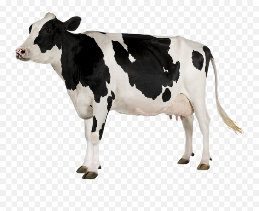 Black Spots Cow Png Download Image Png Arts Emoji,Spots Png