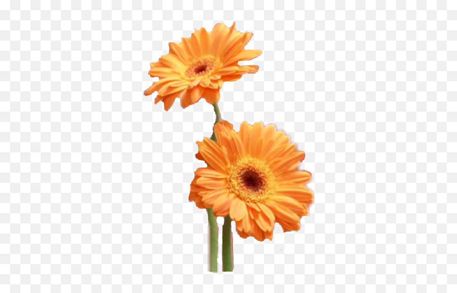 Bokeh Flower Sticker By Emoji,Marigolds Clipart