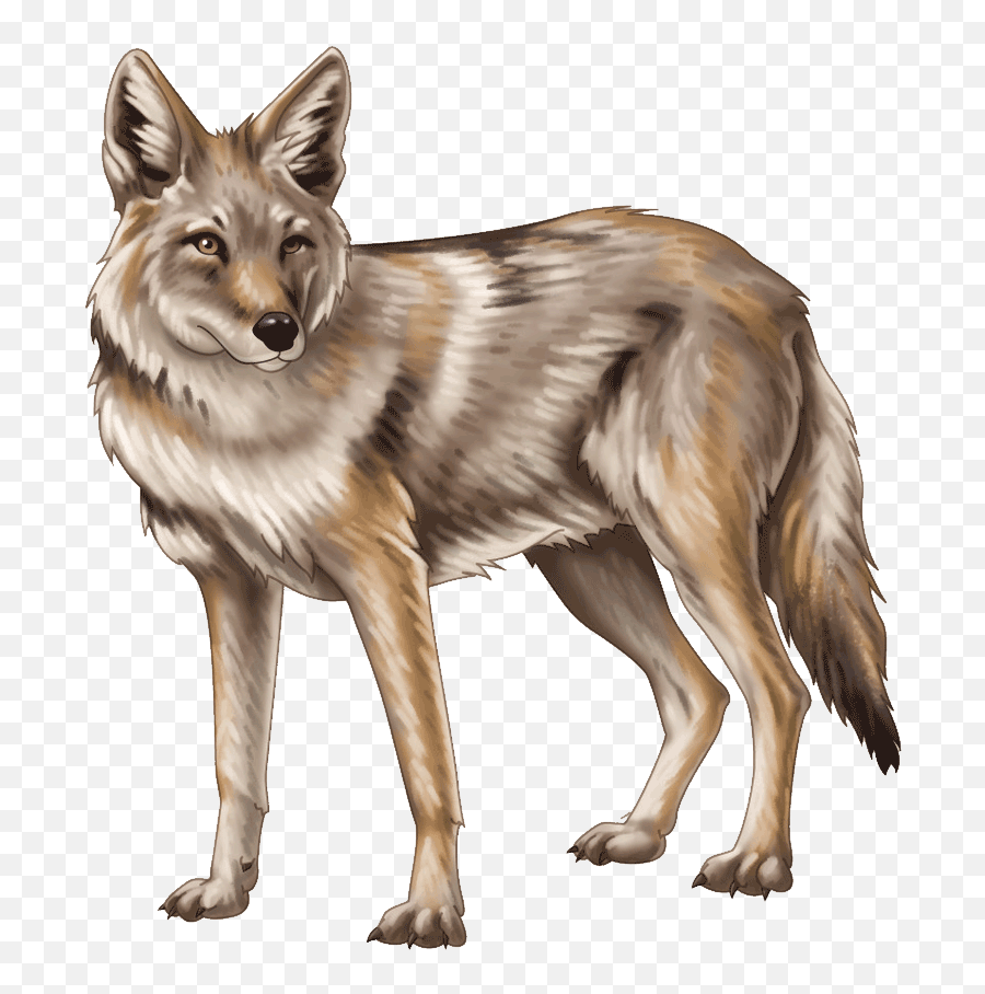 Jackal Coyote Png - Jackal Png Emoji,Coyote Clipart