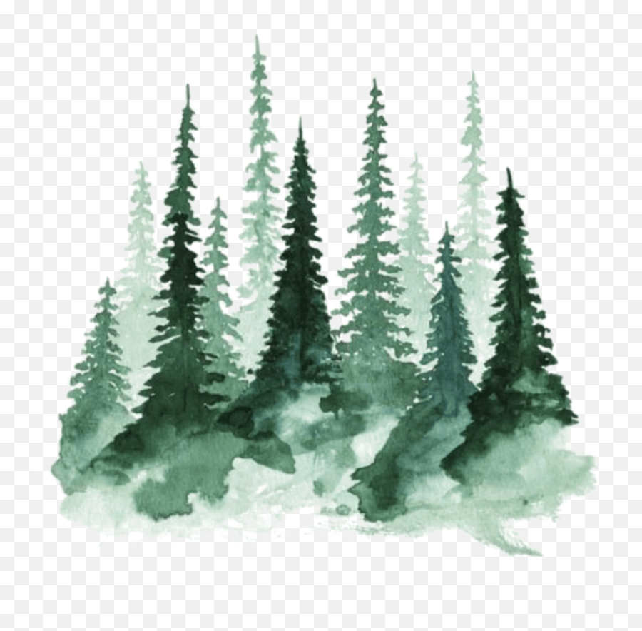 Download Of Study Tree Pine Watercolor Forest Painting - Watercolor Pine Tree Emoji,Forest Clipart