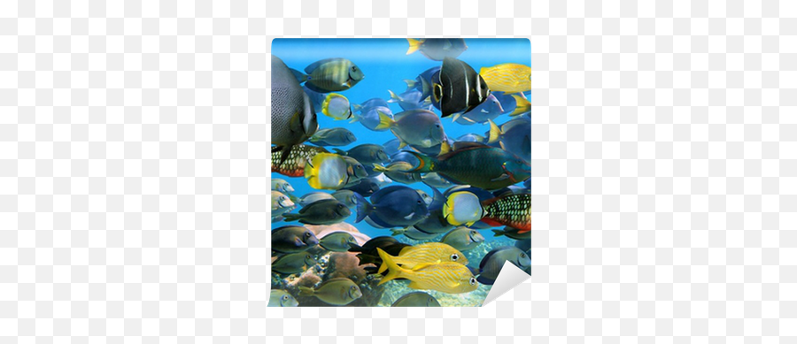 School Of Fish Wall Mural U2022 Pixers - We Live To Change Colorful Pictures Of Tropical Fish Emoji,School Of Fish Png