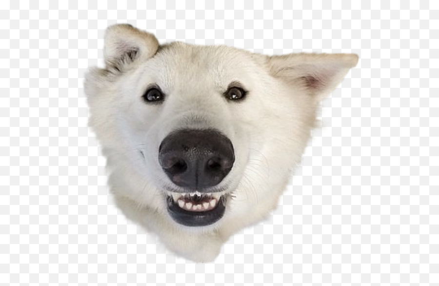 Banner Royalty Free Head Transparent - Smiling Dog No Background Emoji,Dog Head Png