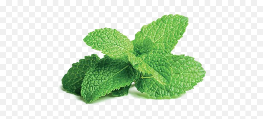 Mint Png Free File Download - Peppermint Leaves Emoji,Mint Png
