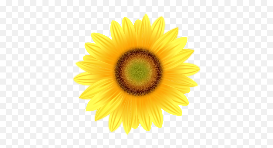 Sunflower Drawing - Free Clipart Images Clipart Best Emoji,Free Sunflower Clipart