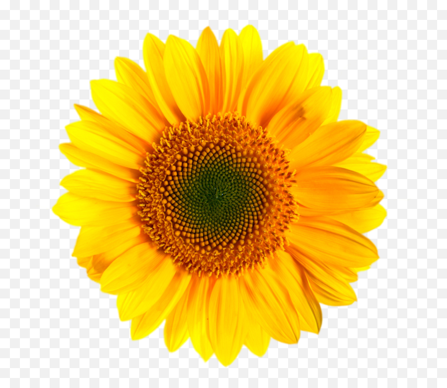 Download Sunflower Png Images - Royalty Free Yellow Flower Emoji,Sunflower Png