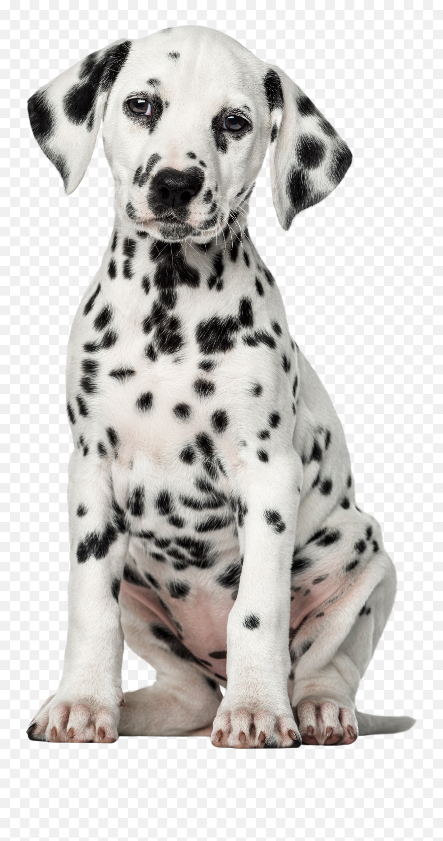 Library Of Vacuum Freeuse Stock Dog Png - Dalmatian Face No Background Emoji,Vacuum Clipart