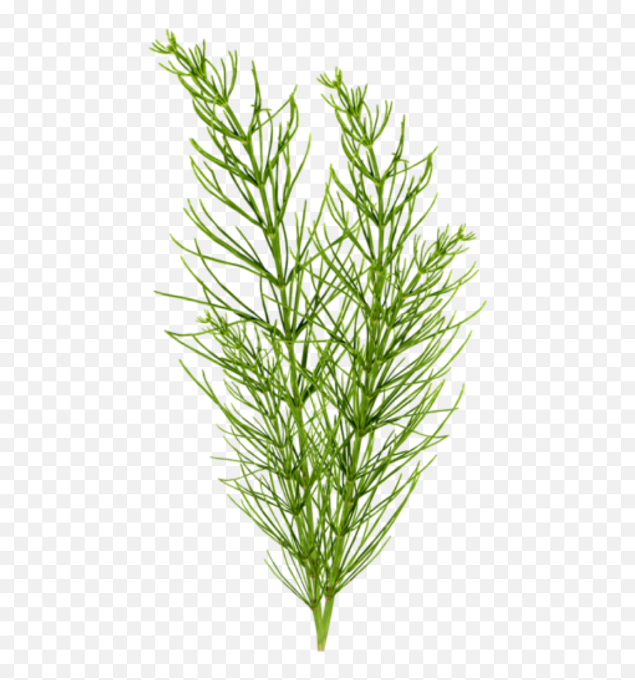 Grass Clipart Seaweed Picture 1257610 Grass Clipart Seaweed - Fines Herbes Emoji,Seaweed Clipart