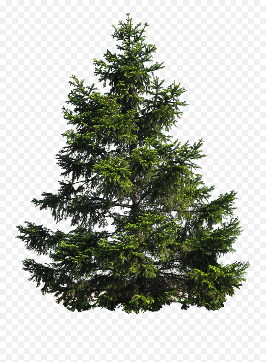 Download Pine Tree Image Hq Png Image - Christmas Pine Tree Png Emoji,Pine Tree Png