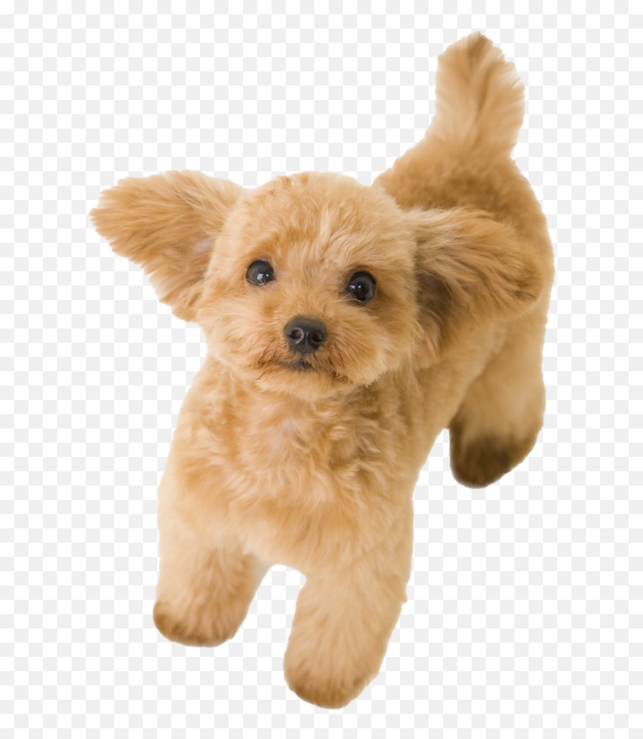 Poodle Png Clipart - Toy Poodle Png Emoji,Poodle Clipart