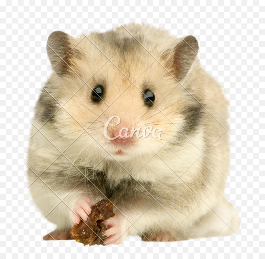 My Hamster Died - Beware Of The Hamster Sign Emoji,Canva Transparent Background