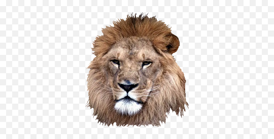 Picture Download Lion Head Png Transparent Background Free - Real Lion Head Png Emoji,Lion Transparent Background