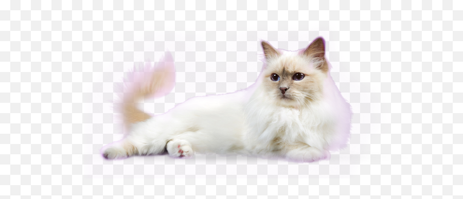 Can Metacam Be Given To Animals With Diabetes Mellitus - Lying White Cat Transparent Emoji,Cat Transparent