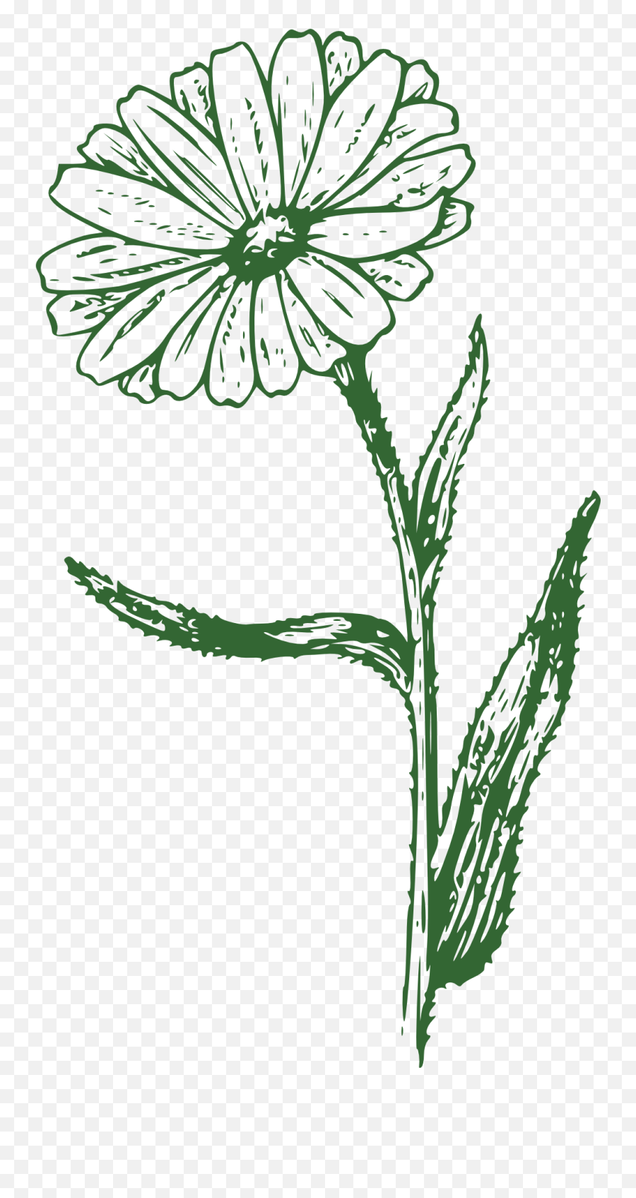 Drawing Of A Green Daisy On A White Background Free Image Emoji,White Daisy Png