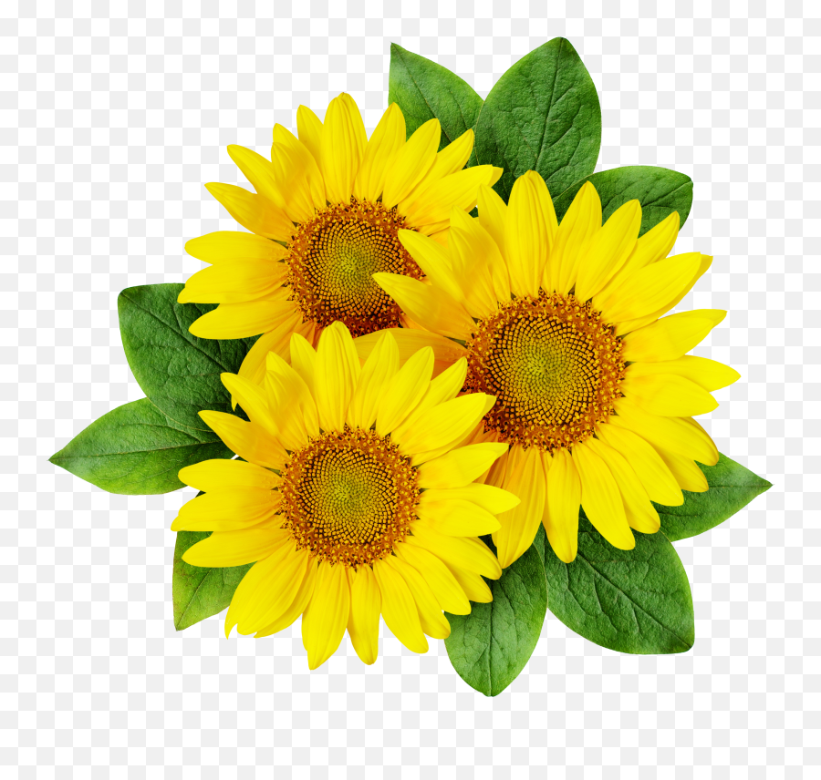 Common Sunflower Cartoon Sunflower Seed - Sunflower Png Emoji,Sunflower Png