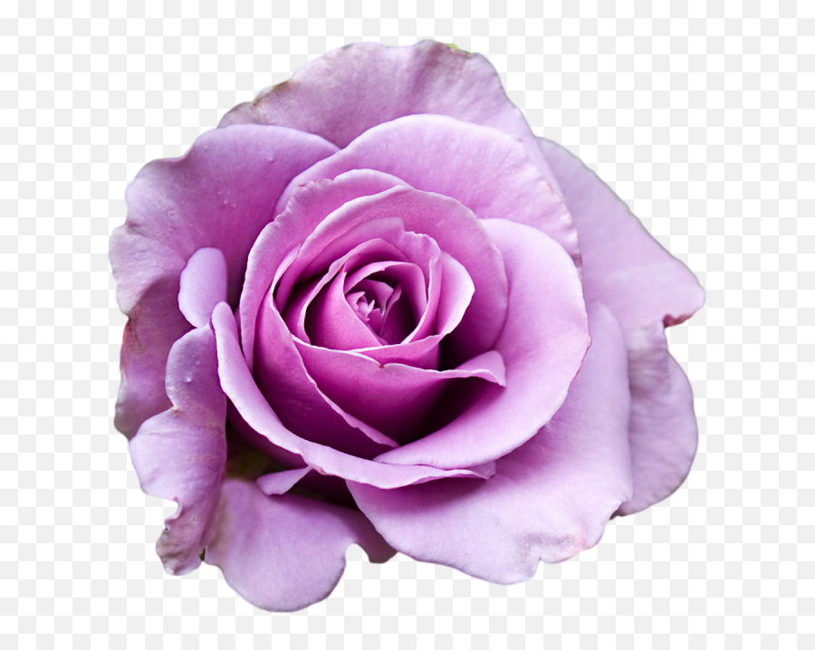 Download Hd Purple Rose Clipart Png - Top View Transparent Background Flower Plant Png Emoji,Rose Transparent Background
