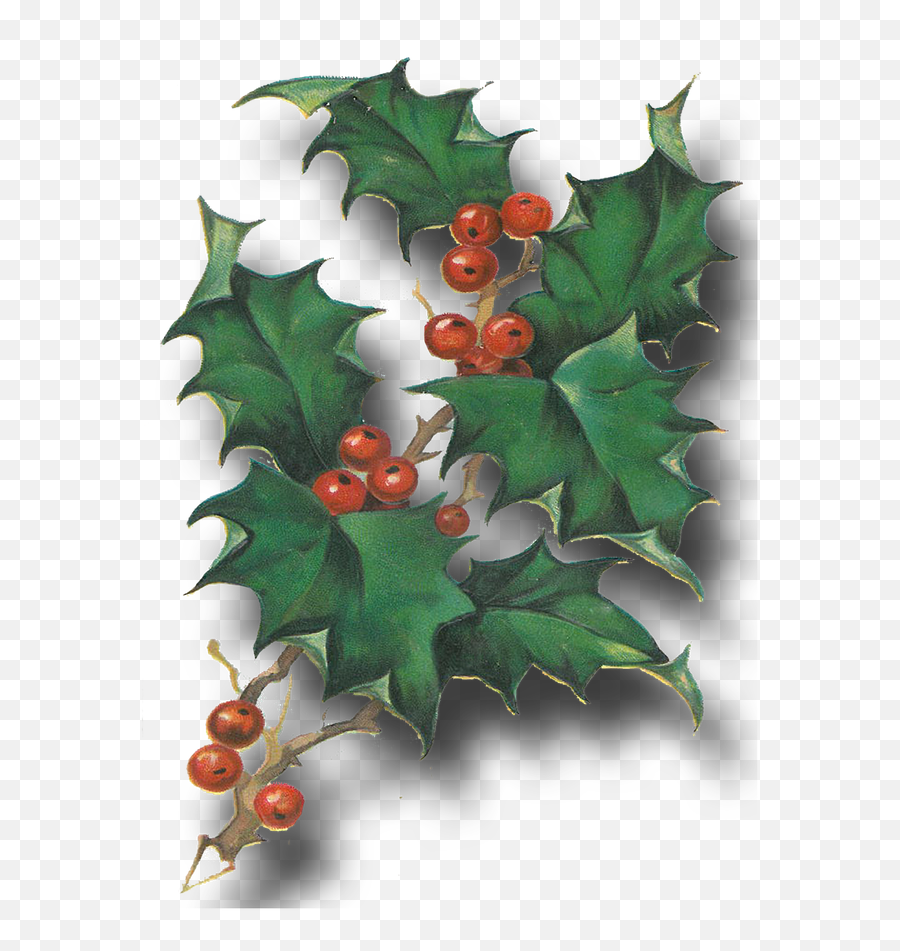 Holly Branch Png - American Holly Emoji,Free Christmas Clipart