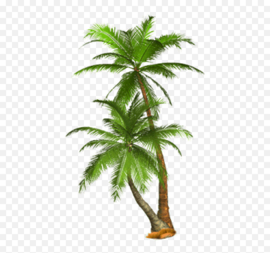 Free Png Palm Tree Png Images - Palm Trees Png Emoji,Palm Tree Transparent