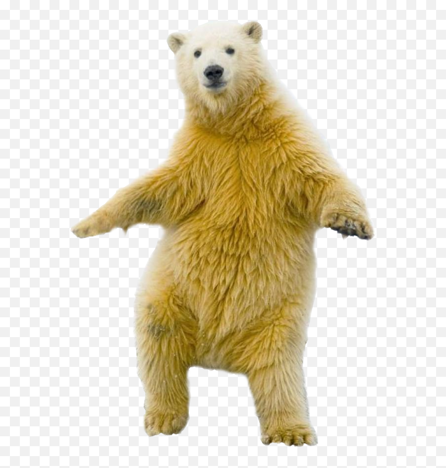 Funny Polar Bear Png U0026 Free Funny Polar Bearpng Transparent - Funny Polar Bear Png Emoji,Polar Bear Clipart