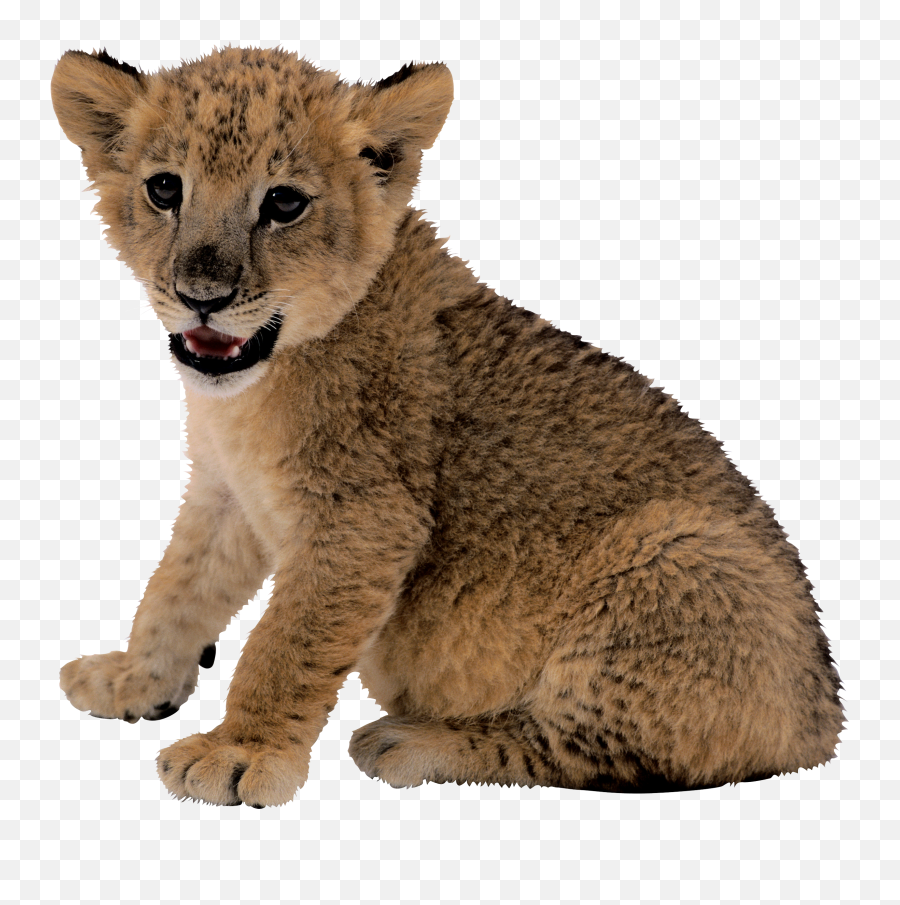 Download Lion Cub Transparent Background Png Image With No - Lion Cub Transparent Emoji,Lion Transparent Background