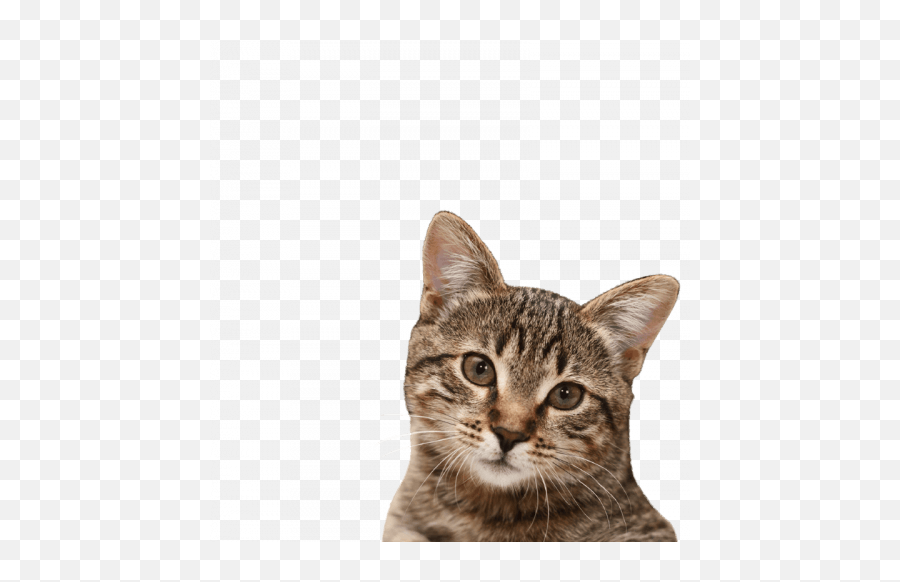 Pussy Cat Png Transparent Image Image Free Dowwnload - Cat Emoji,Cat Transparent
