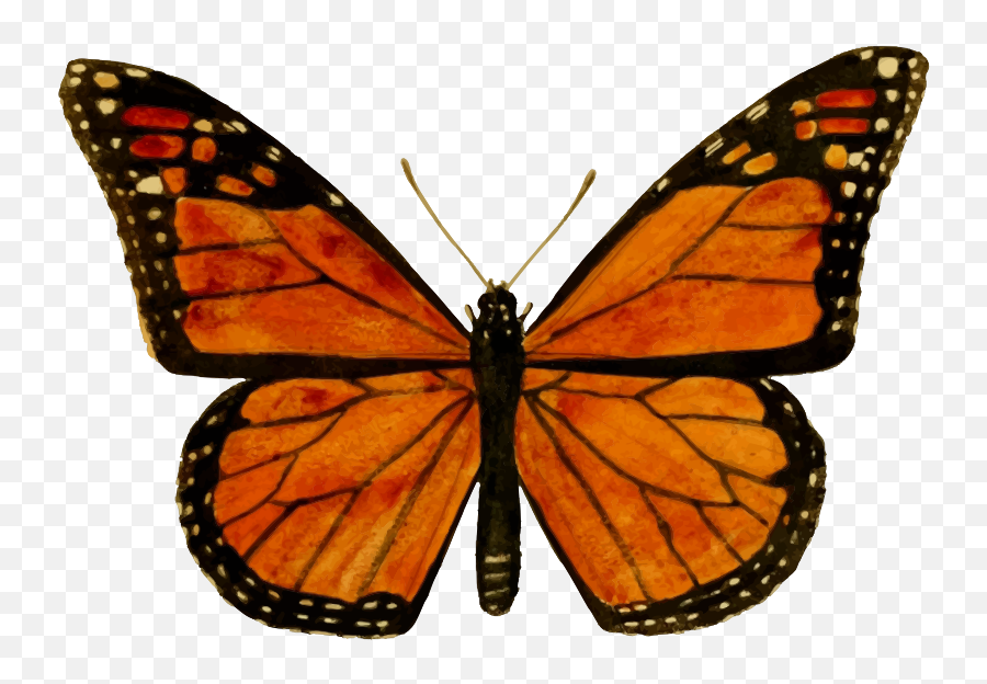 Download Hd Monarch Butterfly Png Download Image - Monarch Emoji,Monarch Butterfly Transparent Background