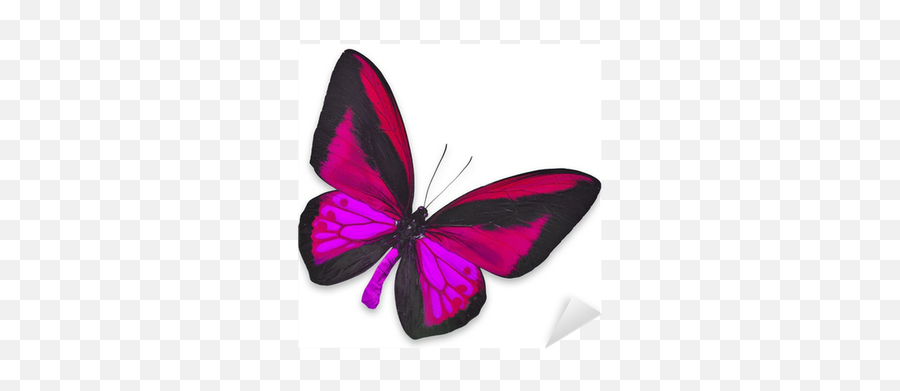 Beautiful Black And Pink Butterfly Sticker U2022 Pixers - We Live To Change Emoji,Pink Butterfly Png
