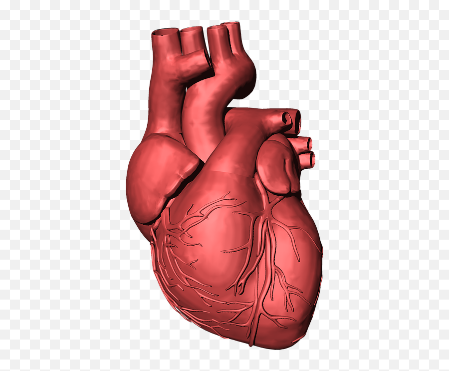3d Printing New Parts For Our Broken Hearts 3d Printing - Cuore Organo Png Emoji,Broken Heart Png