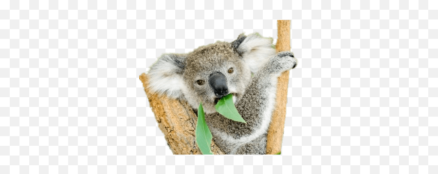 Koala Bear Eating Eucalyptus Transparent Png - Stickpng Koala Eating Transperant Background Emoji,Eucalyptus Clipart