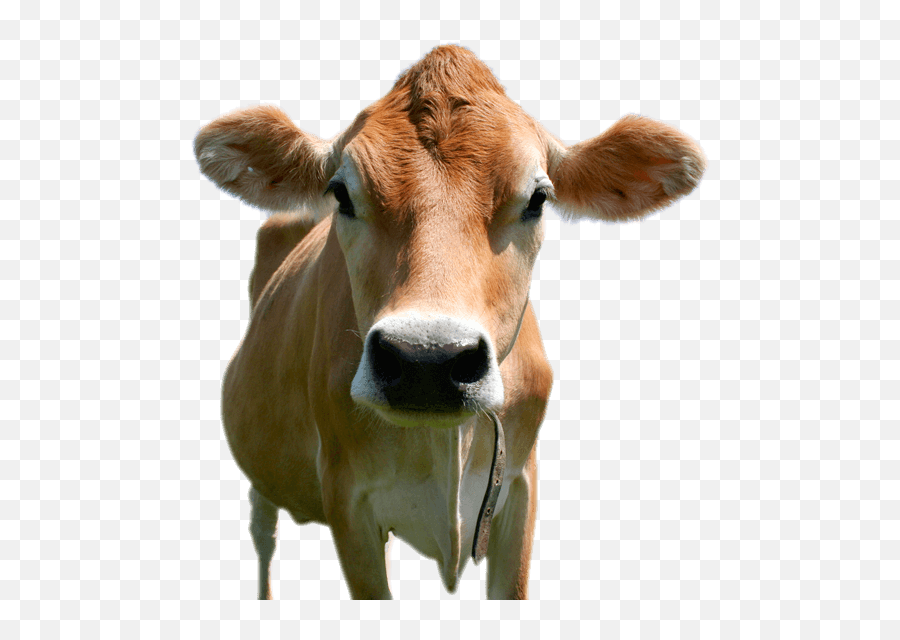 Cow Png Images Download - Brown Cow With Transparent Cow Head Png Emoji,Cow Png