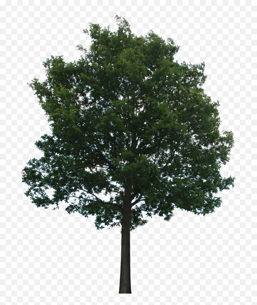 Tree With Transparent Background - Transparent Background Png Format Tree Png Emoji,Transparent Background Photoshop