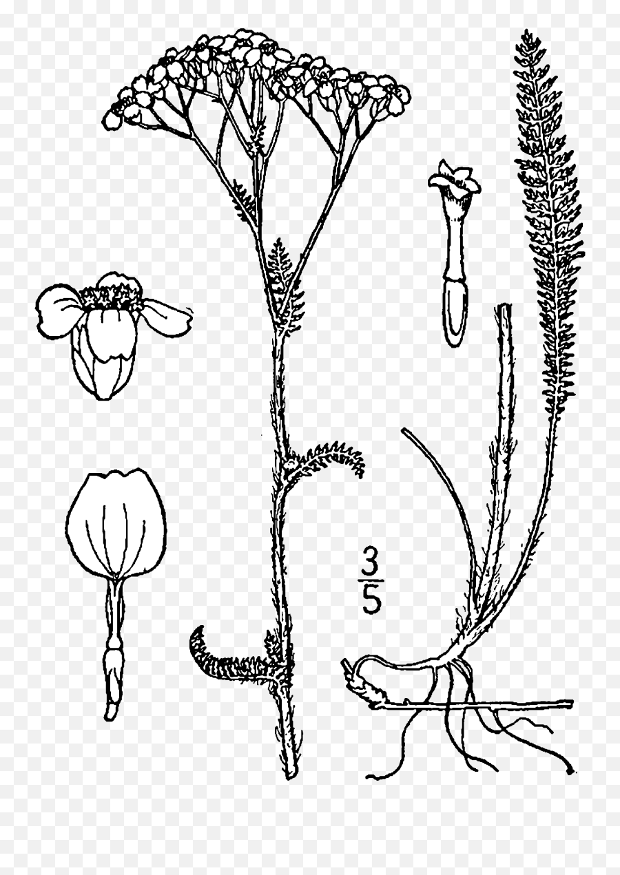 Fileachillea Millefolium Occidentalis Drawingpng - Yarrow Plants Life Cycle Emoji,Flower Drawing Png