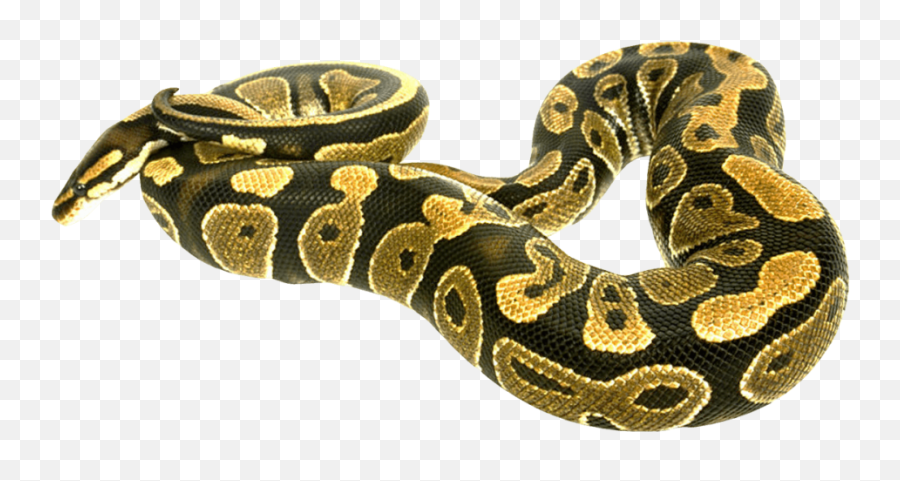 Snake Transparent Png Image Free4 U2013 Getintopik Snake Png Emoji,Python Png