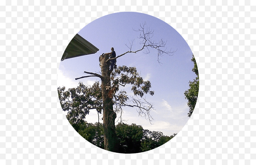 Dangerous Tree Removal Pruning Stump Removal Emoji,Tree Elevation Png