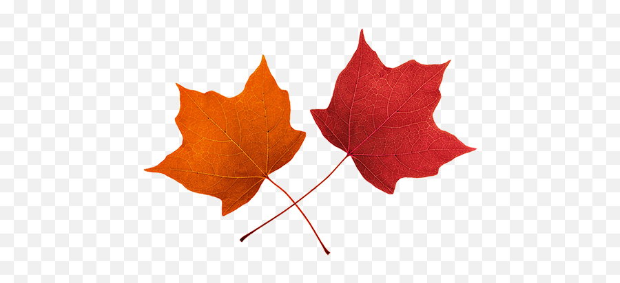 Maple Leaf Clip Art 3 - 2 Leaves Clipart Emoji,Maple Leaf Clipart