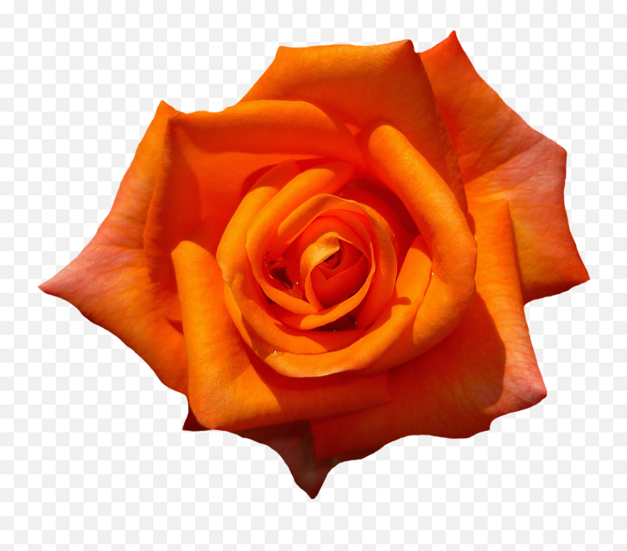 Download Rose - Transparent Orange Flower Png Emoji,Rose Transparent Background