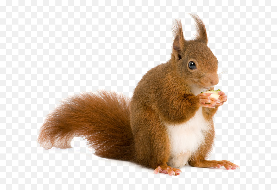 Squirrel Png Emoji,Squirrel Png