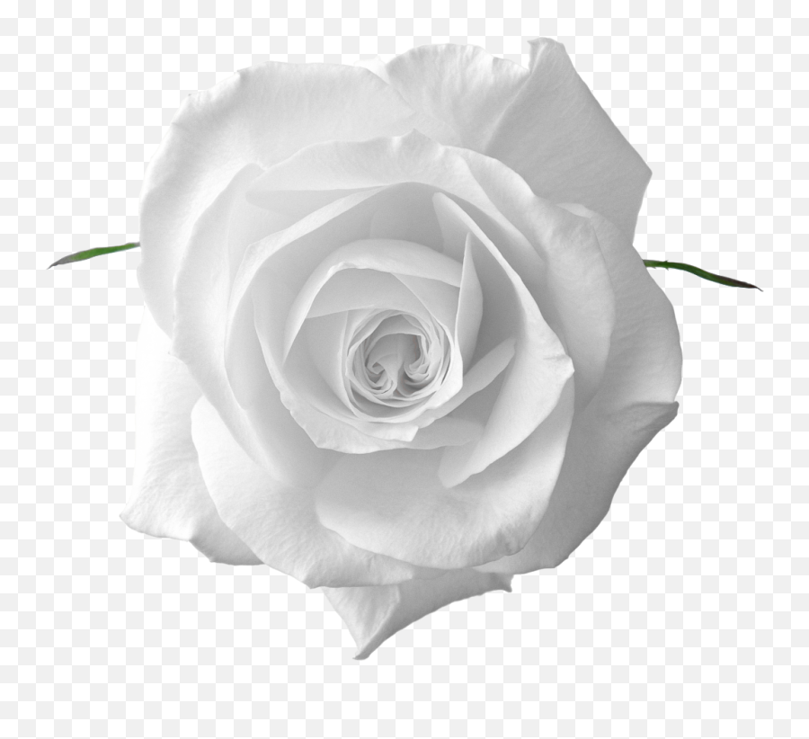 Perfect White Rose Rose Flower Hd Beautiful Rose Flowers - Rose Emoji,White Rose Png