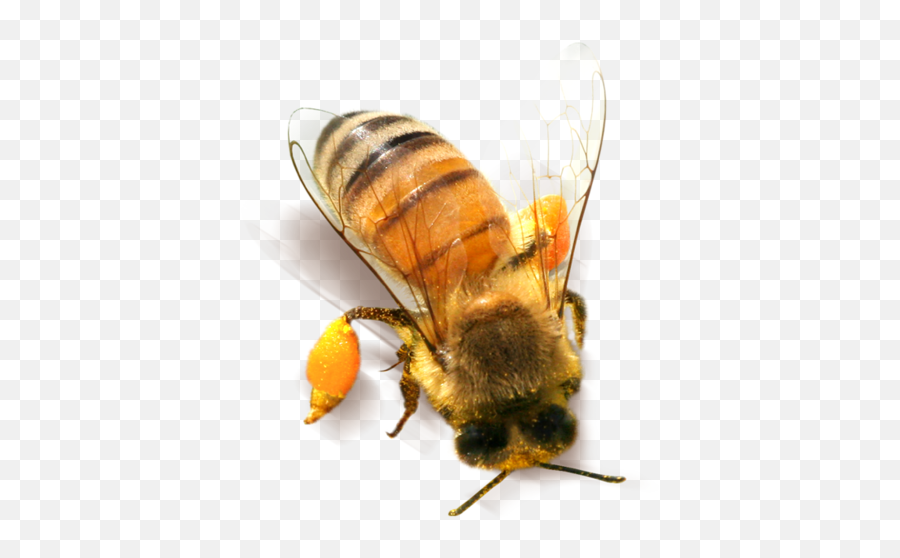 Bee Png - Transparent Background Honey Bees Png Emoji,Bee Transparent