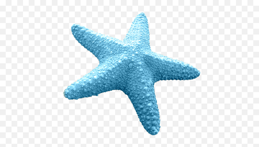 Starfish Transparent Png Image Ideas - Star Fish Png Emoji,Star Fish Png
