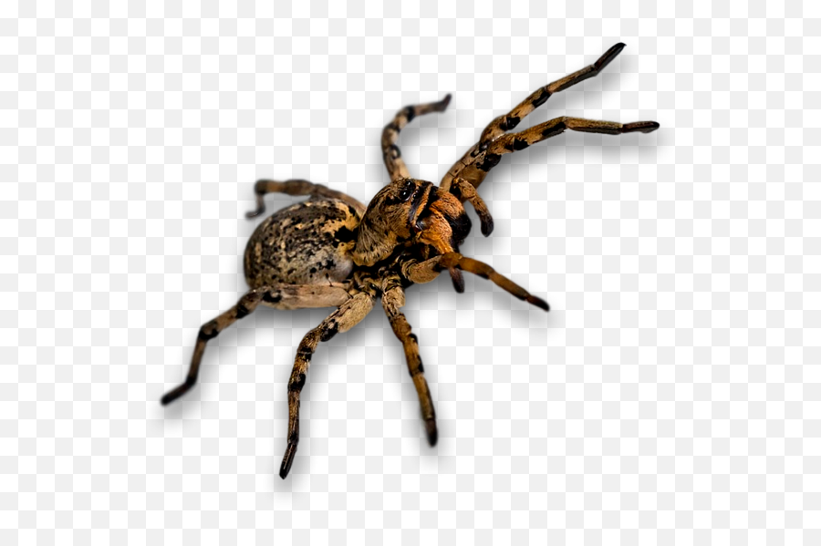 Spider Transparent Png Image - North Carolina Spider Emoji,Spider Transparent