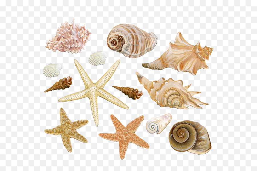 Decoration Clam Starfish Conch Seashell Material Mollusc Emoji,Seashells Clipart