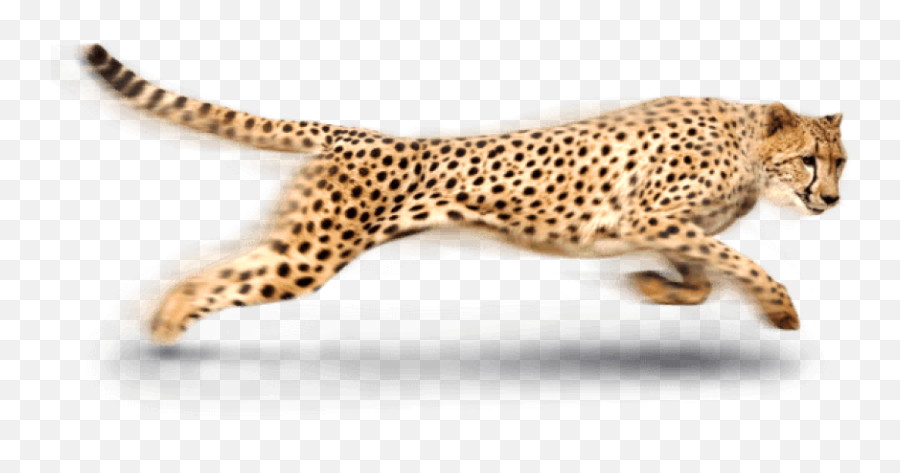 Cheetah Png Photo - Animal Figure Emoji,Cheetah Clipart
