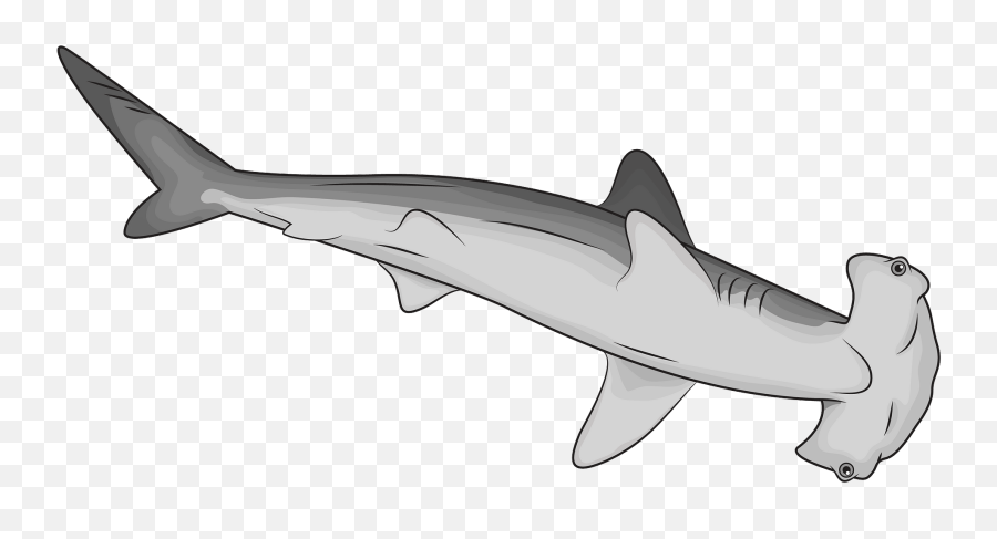 Hammerhead Shark Clipart Free Download Transparent Png - Hammerhead Shark Clipart Emoji,Shark Clipart