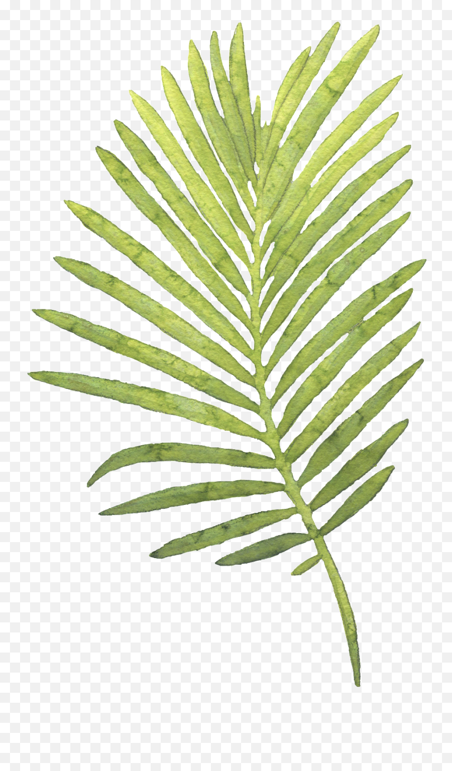 Watercolour Palm Leaf No Background - Watercolor Painting Emoji,Palm Leaves Png