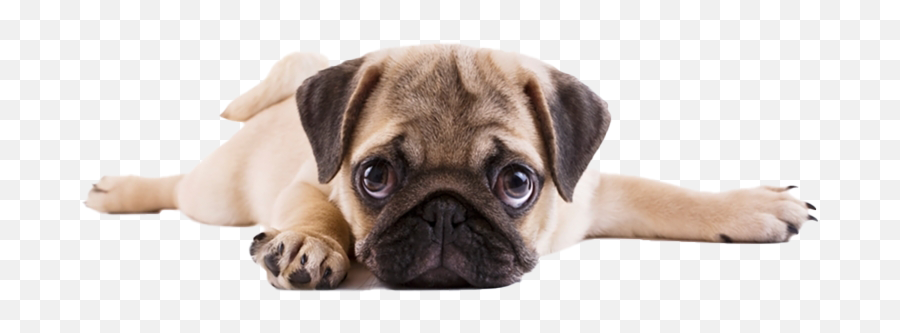 Pug Png Transparent Images - Pug Puppy Emoji,Cute Png