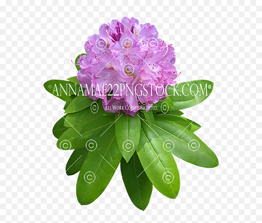 Pink Rhododendron Flower Png Stock Photo 400 Transparent Emoji,Purple Flower Png