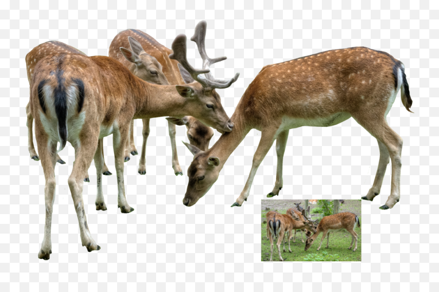 Download Hd Group Of Deer Png Transparent Png Image - Deers Png Emoji,Deer Png